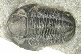 Detailed Gerastos Trilobite Fossil - Morocco #273437-1